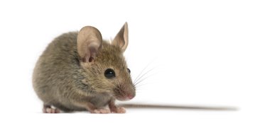 Ahşap mouse beyaz arka plan önünde