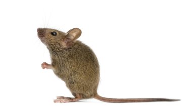 Ahşap mouse beyaz arka plan önünde