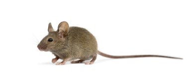 Ahşap mouse beyaz arka plan önünde