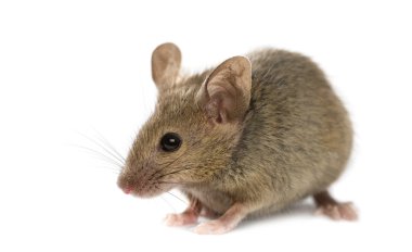 Ahşap mouse beyaz arka plan önünde
