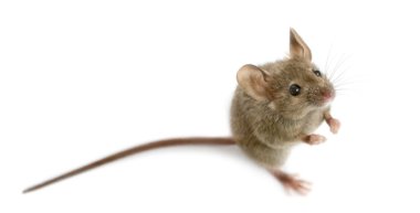 Ahşap mouse beyaz arka plan önünde