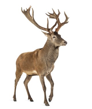 Red deer stag in front of a white background clipart