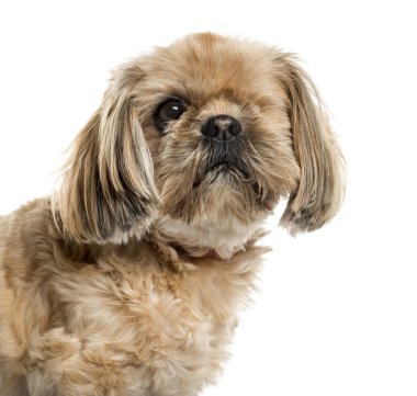 Beyaz arka plan önünde tek gözlü Shih Tzu