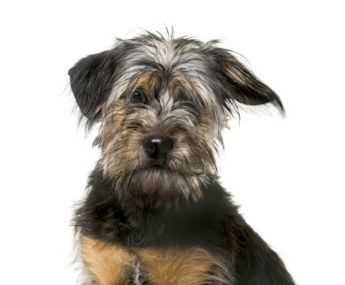 Karışık-breed köpek yavrusu (5 aylık)