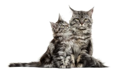 Maine coon yavru kedi ve annesi beyaz arka plan önünde