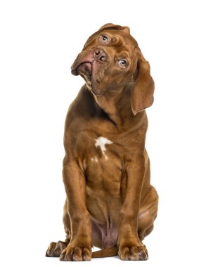 Dogue de Bordeaux beyaz arka plan önünde