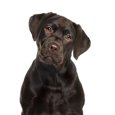 Beyaz arka plan önünde Labrador
