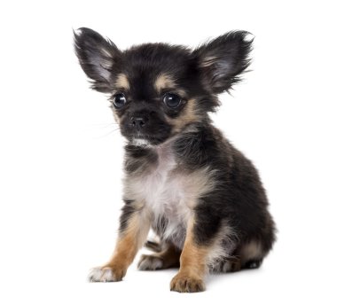 Beyaz arkaplan önünde chihuahua