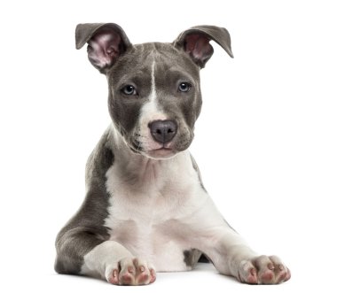 Beyaz arka plan önünde Amerikalı personel köpek yavrusu