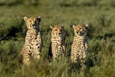 Three Cheetahs sitting, Serengeti, Tanzania clipart