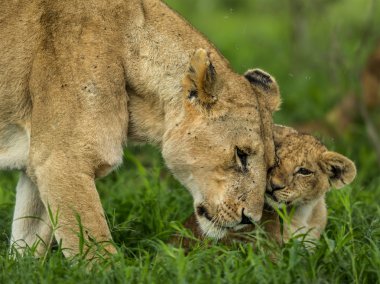Dişi aslan ve sarılma, Serengeti, Tanzanya yavrusu