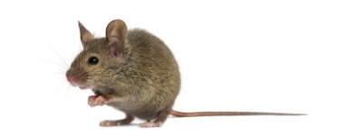 Ahşap mouse beyaz arka plan önünde