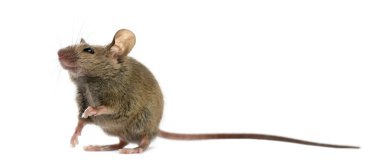 Ahşap mouse beyaz arka plan önünde