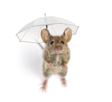High view of a Wood mouse holding an umbrella in front of a whit clipart