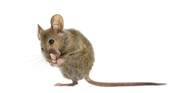 Ratón de madera limpiando su pata delante de un fondo blanco —  Fotos de Stock