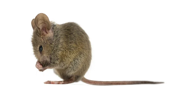 Ahşap fare kendisi önünde beyaz bir arka plan temizleme — Stok fotoğraf