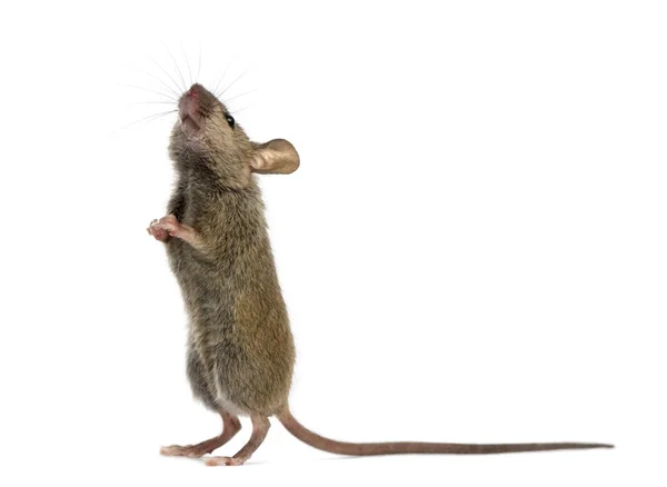 Ratón de madera mirando hacia arriba frente a un fondo blanco —  Fotos de Stock