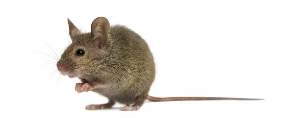 Wood mouse in front of a white background — Stock Photo, Image