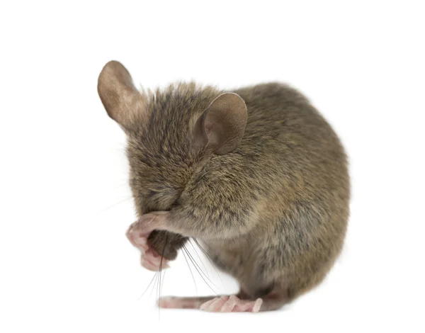 Wood mouse cleaning itself in front of a white background — Stock Photo, Image