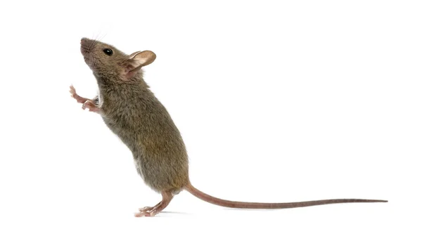 Wood mouse looking up in front of a white background — Stock Photo, Image