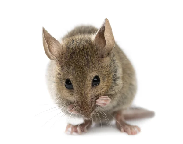 Ratón de madera limpiándose delante de un fondo blanco — Foto de Stock