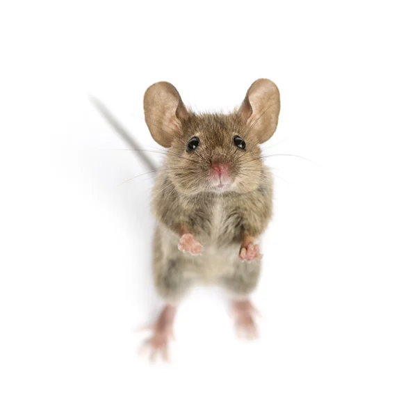 Vista alta de um rato de madeira olhando na frente de um fundo branco — Fotografia de Stock