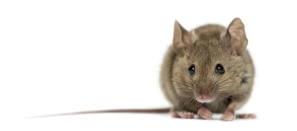 Rato de madeira na frente de um fundo branco — Fotografia de Stock