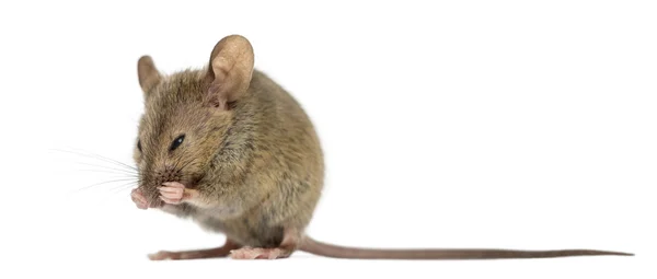 Dřevěné myš čištění sám před bílým pozadím — Stock fotografie