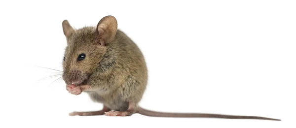 Ratón de madera limpiándose delante de un fondo blanco —  Fotos de Stock