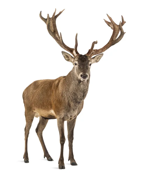 Cerf rouge cerf devant un fond blanc — Photo