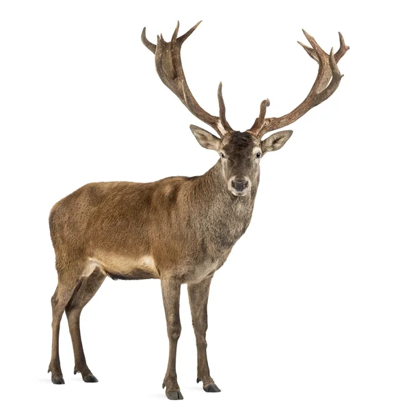Red deer stag in front of a white background Stock Photo by
