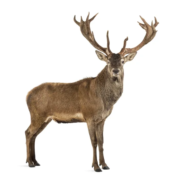 Red deer stag framför en vit bakgrund — Stockfoto