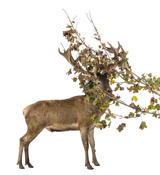 Ciervo rojo ciervo en ramas delante de un fondo blanco —  Fotos de Stock