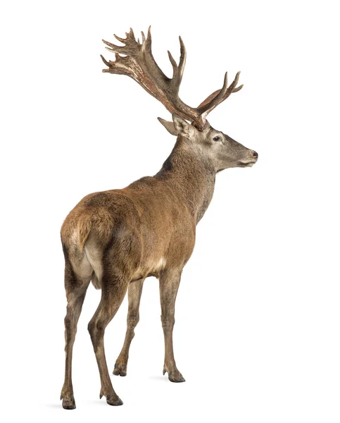 Red deer stag framför en vit bakgrund — Stockfoto