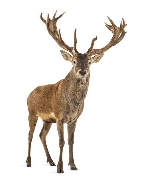 Red deer hert voor een witte achtergrond — Stockfoto