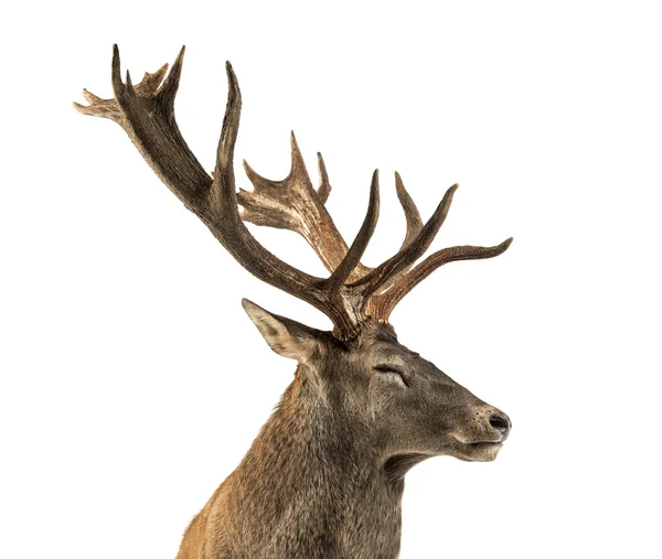 Close-up van een rode herten hert voor een witte achtergrond — Stockfoto