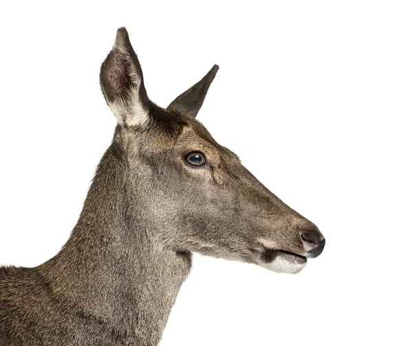 Detail ženské jelen před bílým pozadím — Stock fotografie
