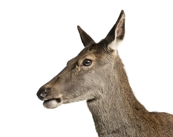 Primer plano de un ciervo rojo hembra frente a un fondo blanco —  Fotos de Stock