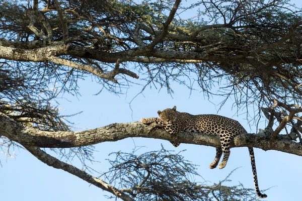 Леопард отдыхает на ветке, Серенгети, Танзания — стоковое фото