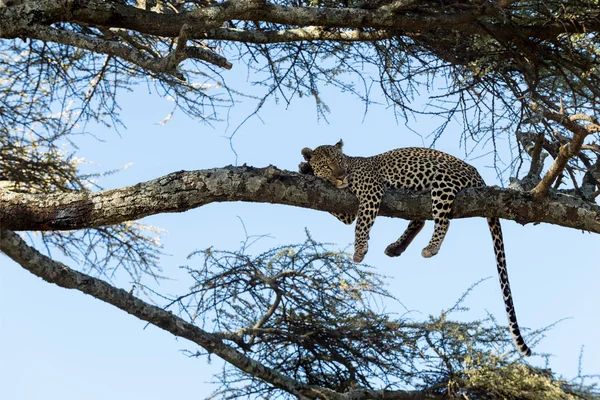 Lampart spoczywa na oddział, Serengeti, Tanzania — Zdjęcie stockowe