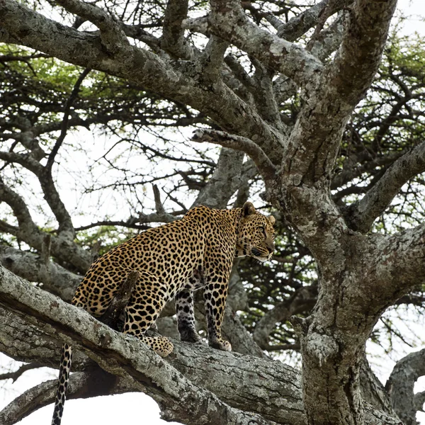 Леопард сидит на ветке, Серенгети, Танзания — стоковое фото
