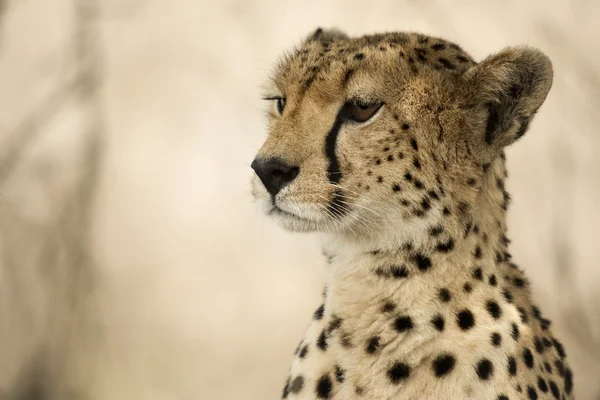 Närbild av en gepard, Serengeti, Tanzania — Stockfoto