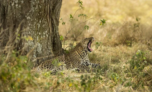 Bostezo de leopardo, Serengeti, Tanzania —  Fotos de Stock