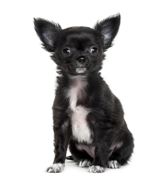 Chihuahua delante de fondo blanco — Foto de Stock