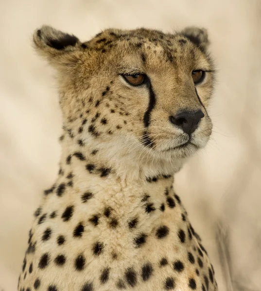 Close-up de uma chita, Serengeti, Tanzânia — Fotografia de Stock