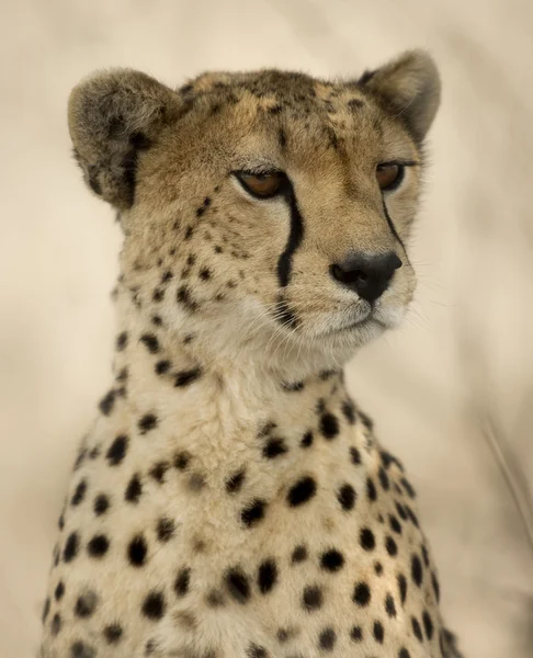 Primo piano di un ghepardo, Serengeti, Tanzania — Foto Stock