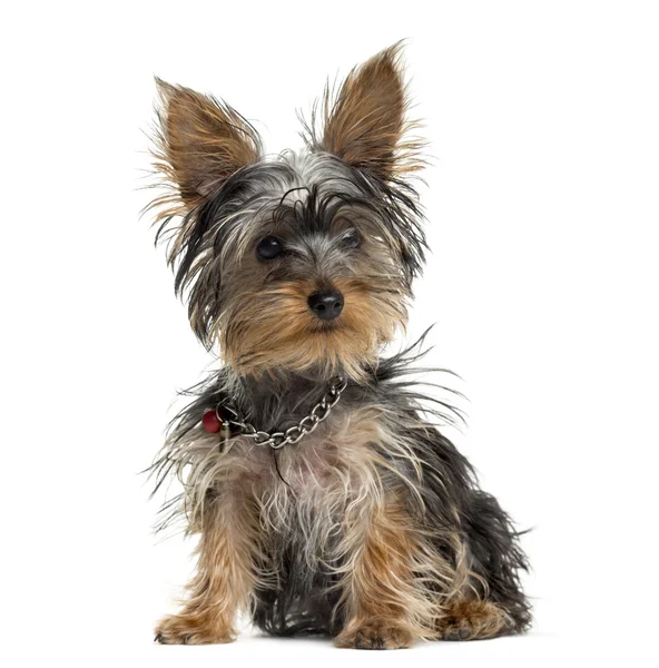 Yorkshire terrier en frente de fondo blanco — Foto de Stock