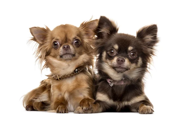 Två chihuahuas framför vit bakgrund — Stockfoto