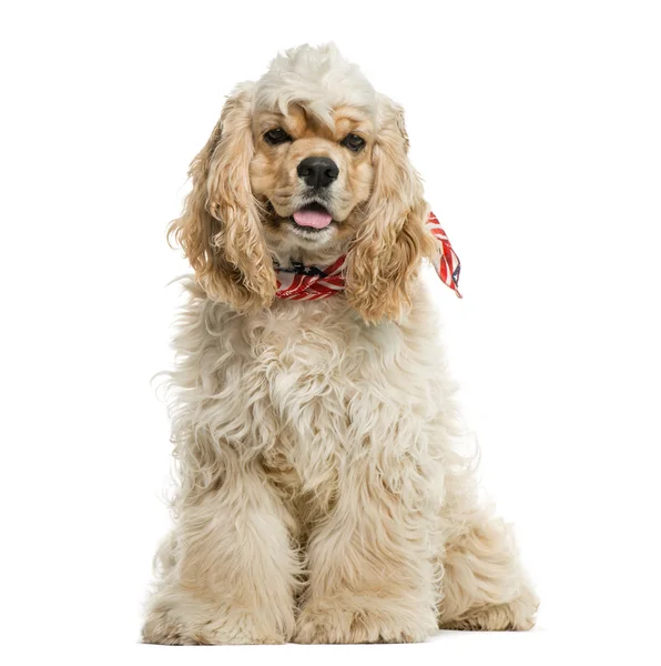 American cocker spaniel in front of white background — Stock Photo, Image