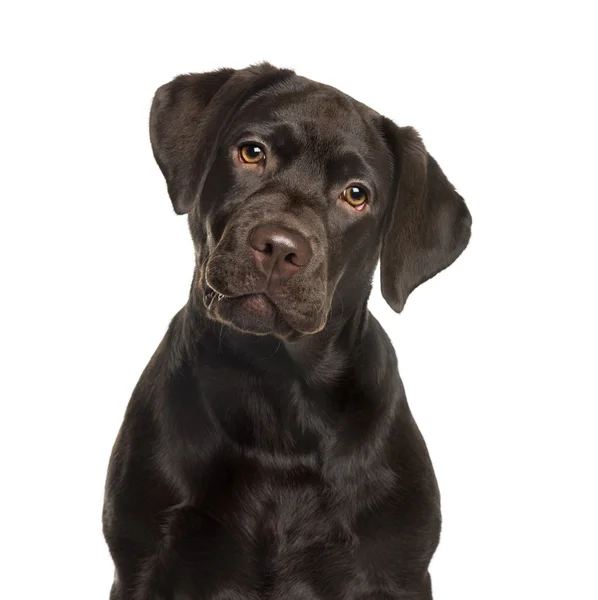 Labrador na frente do fundo branco — Fotografia de Stock